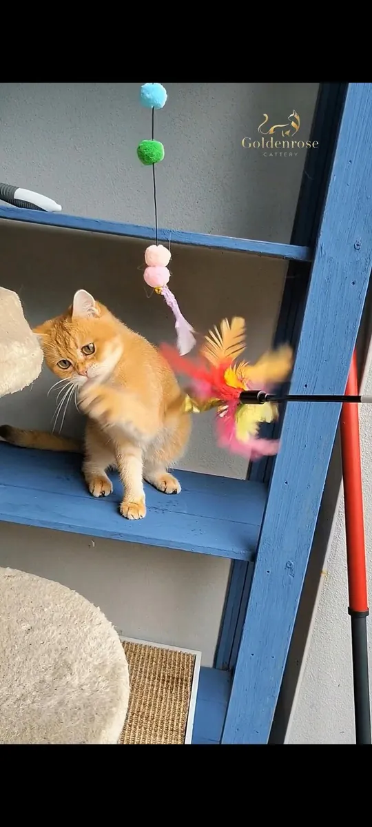 Cat - Image 3