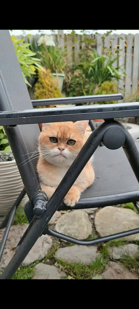 Cat - Image 4