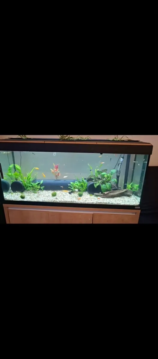 230 litre fish tank - Image 4