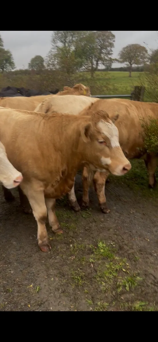 5 nice heifers - Image 1