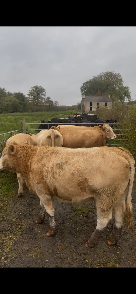 5 nice heifers - Image 2