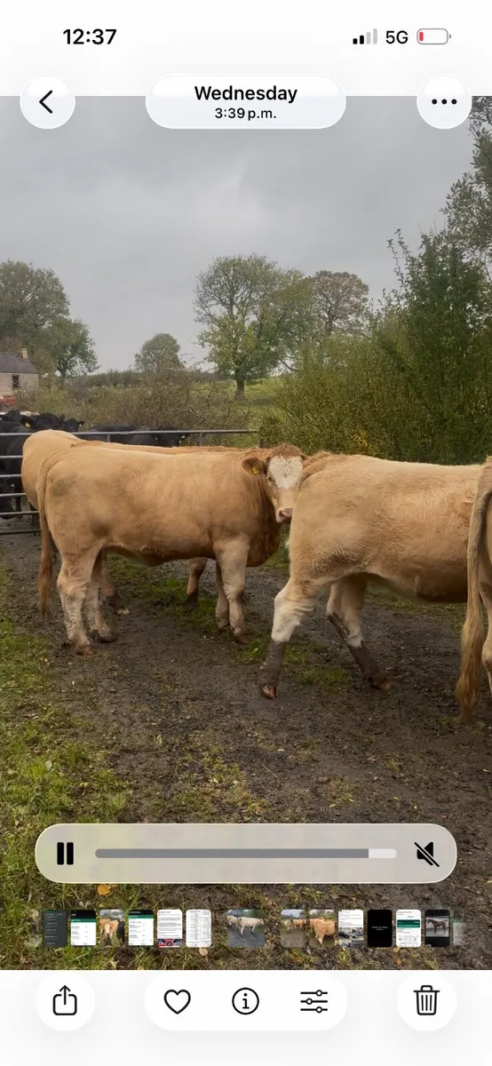 5 nice heifers - Image 3