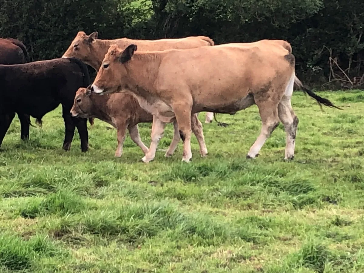 Pedigree & commercial organic Aubrac cows& Heifers - Image 2