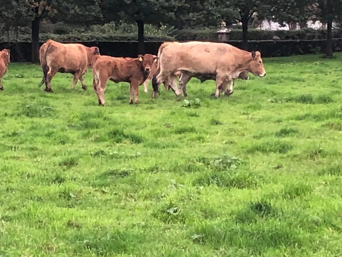 Pedigree & commercial organic Aubrac cows& Heifers - Image 3
