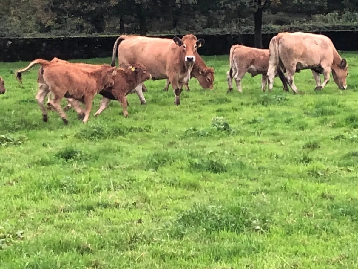 Pedigree & commercial organic Aubrac cows& Heifers - Image 4