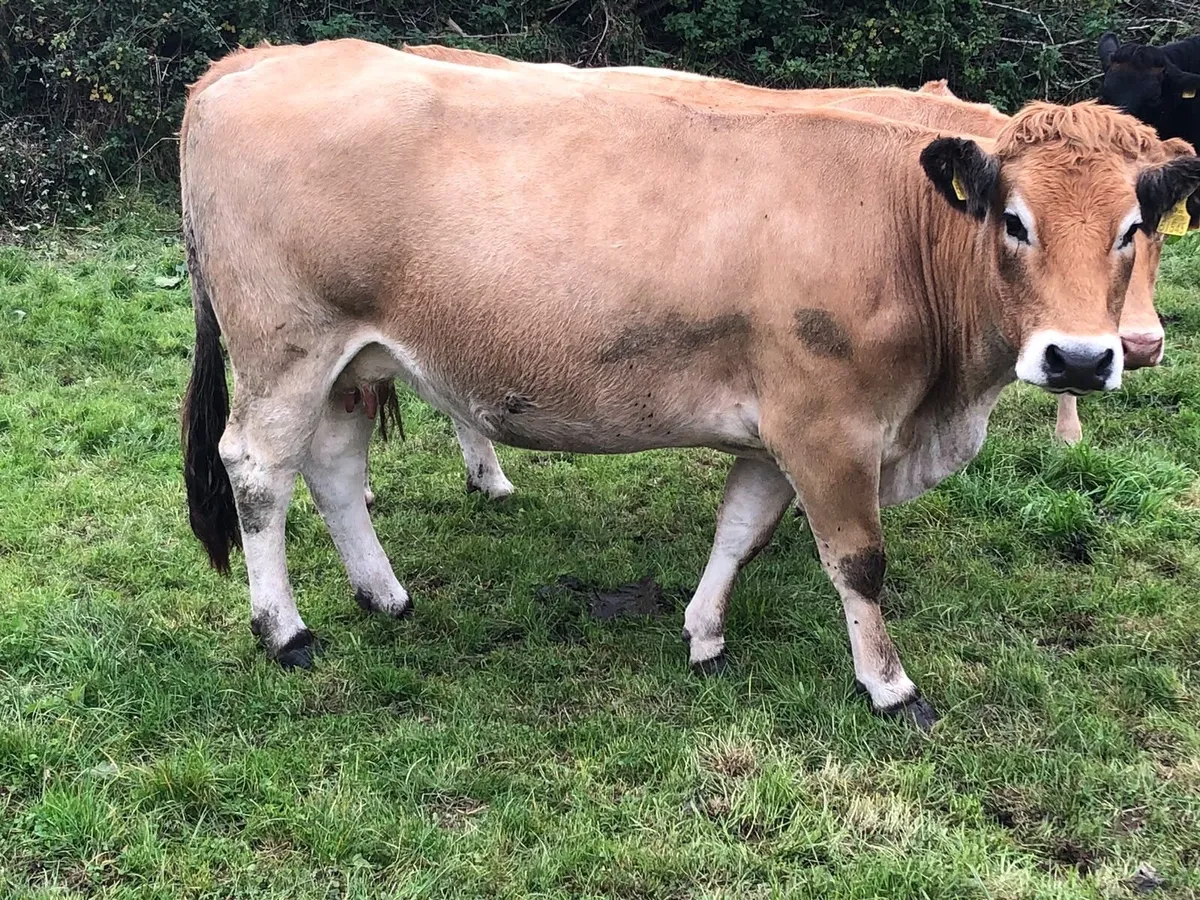 Pedigree & commercial organic Aubrac cows& Heifers - Image 1