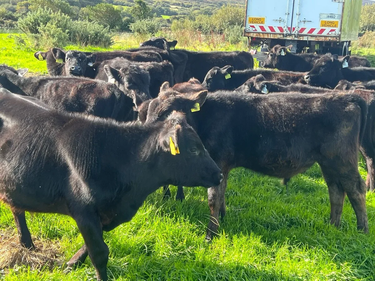 15 angus bulls - Image 2