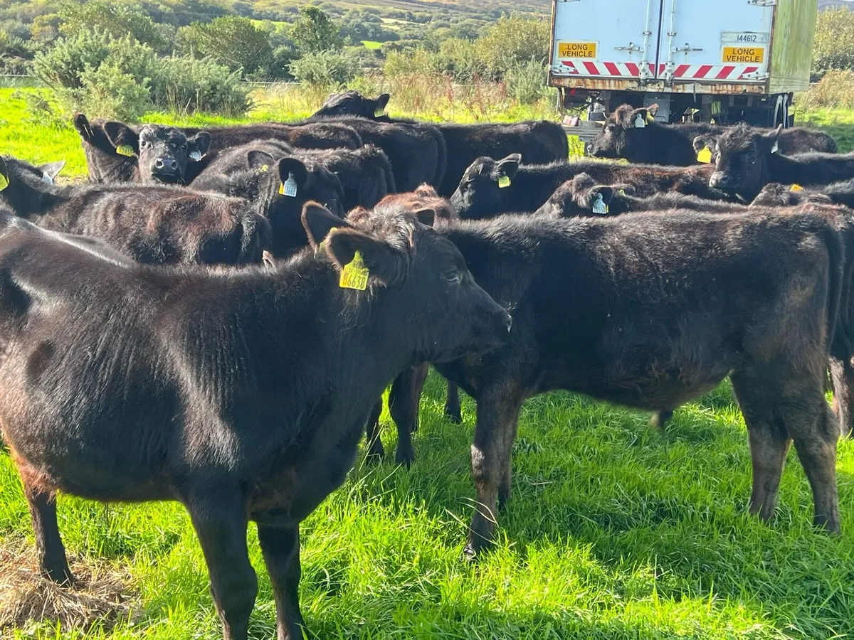 15 angus bulls - Image 3