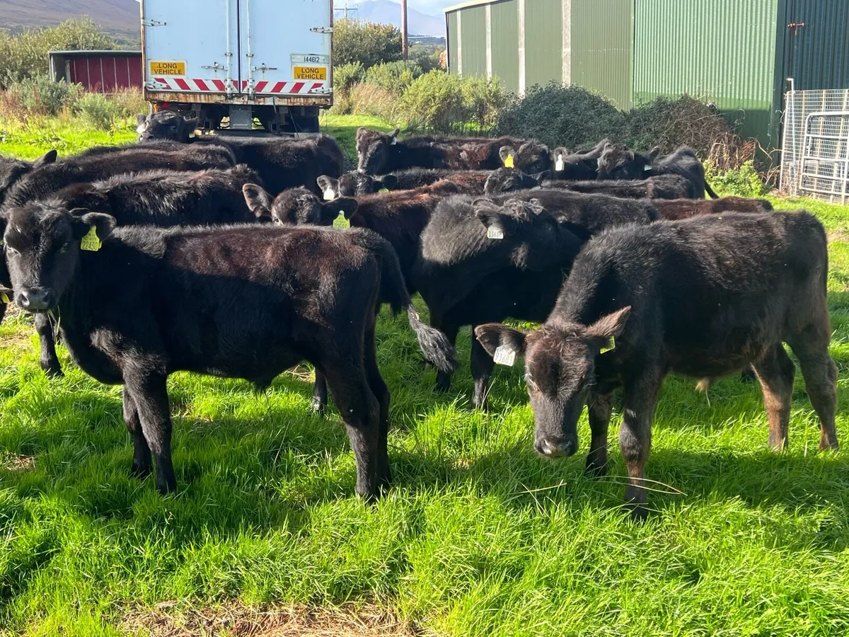 15 angus bulls - Image 4