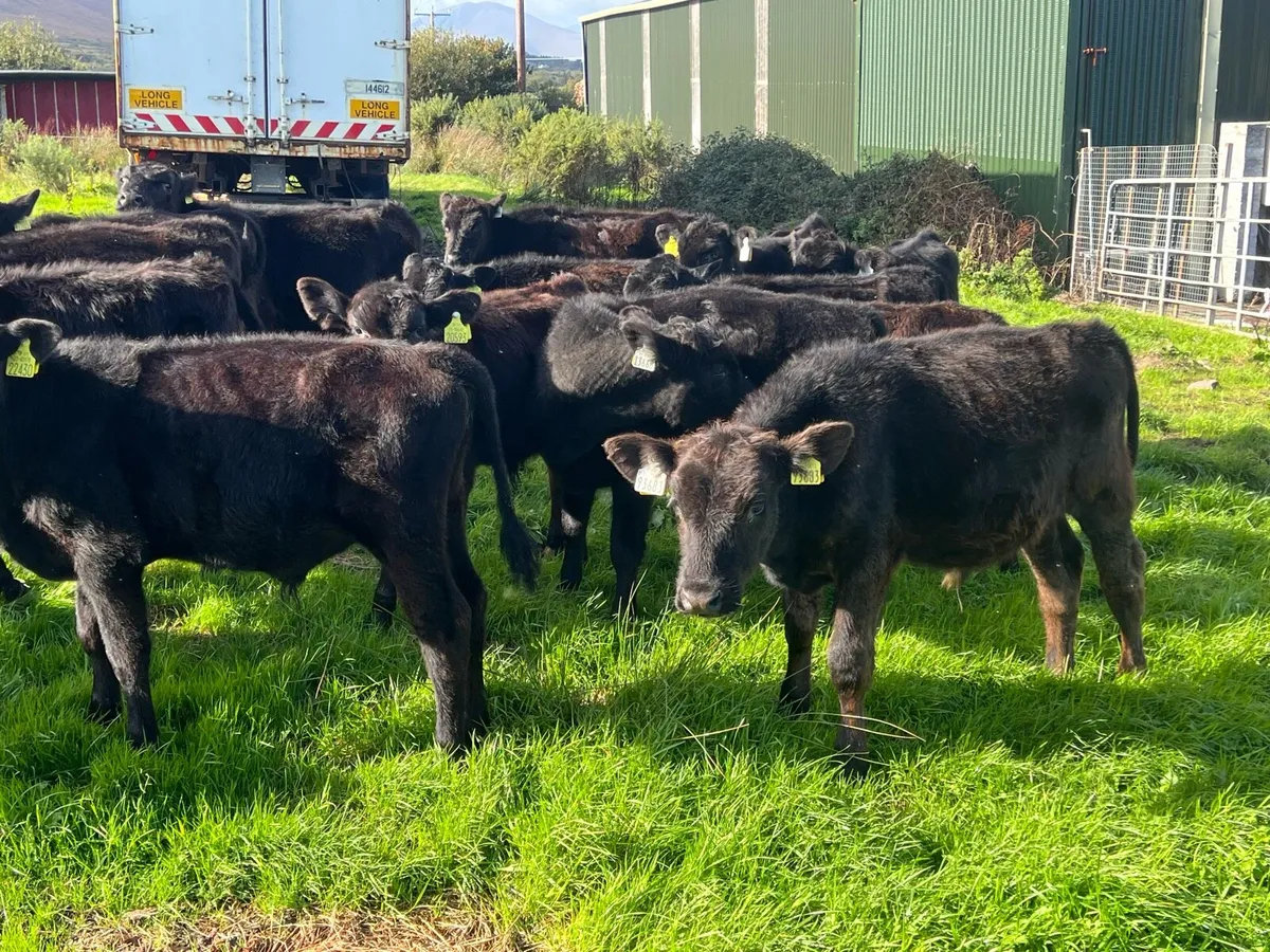 15 angus bulls - Image 1