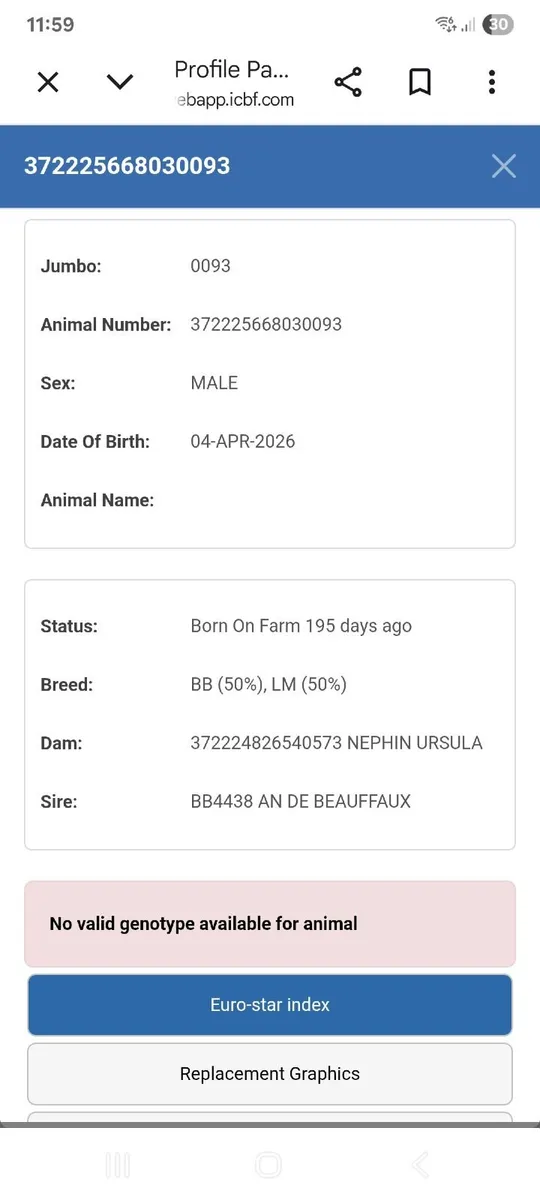 Hybrid bull - Image 4