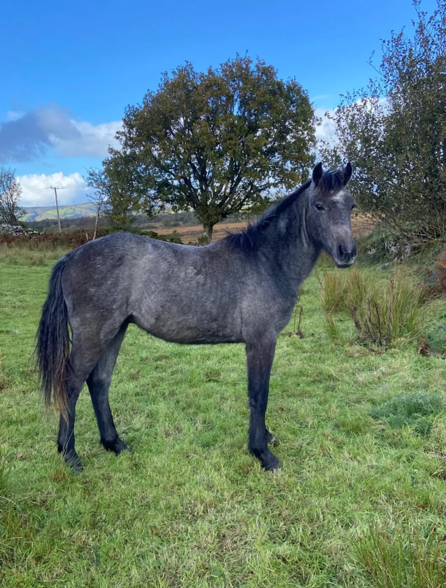Connemara x welsh pony yearling colt - Image 1