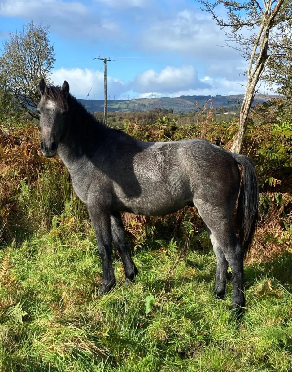 Connemara x welsh pony yearling colt - Image 2