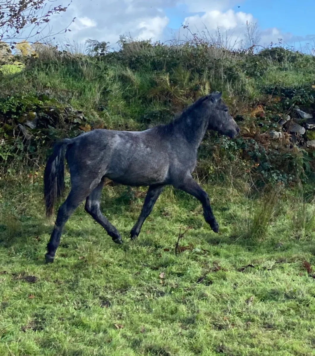 Connemara x welsh pony yearling colt - Image 3