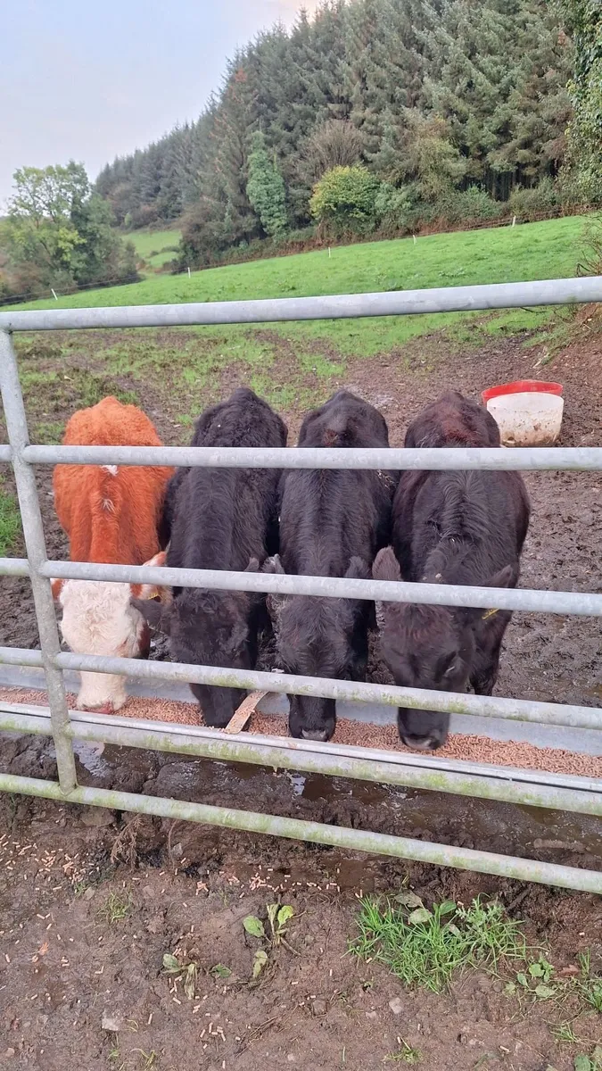 Weanlings - Image 1