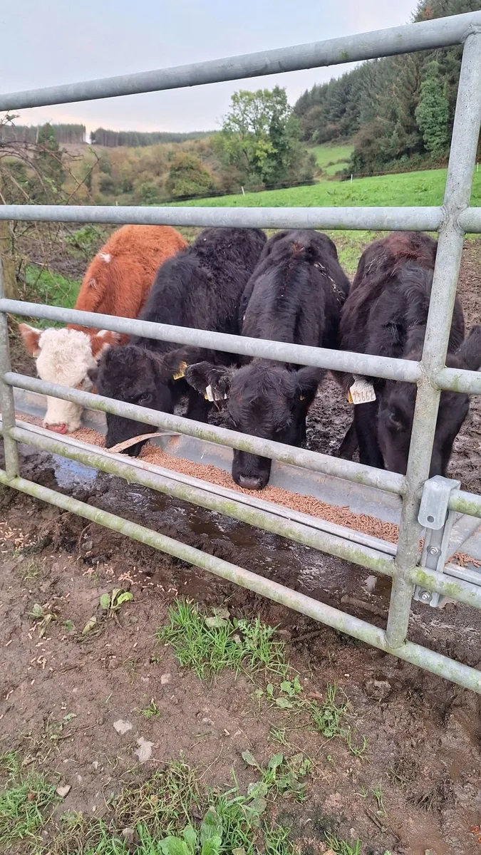 Weanlings - Image 2