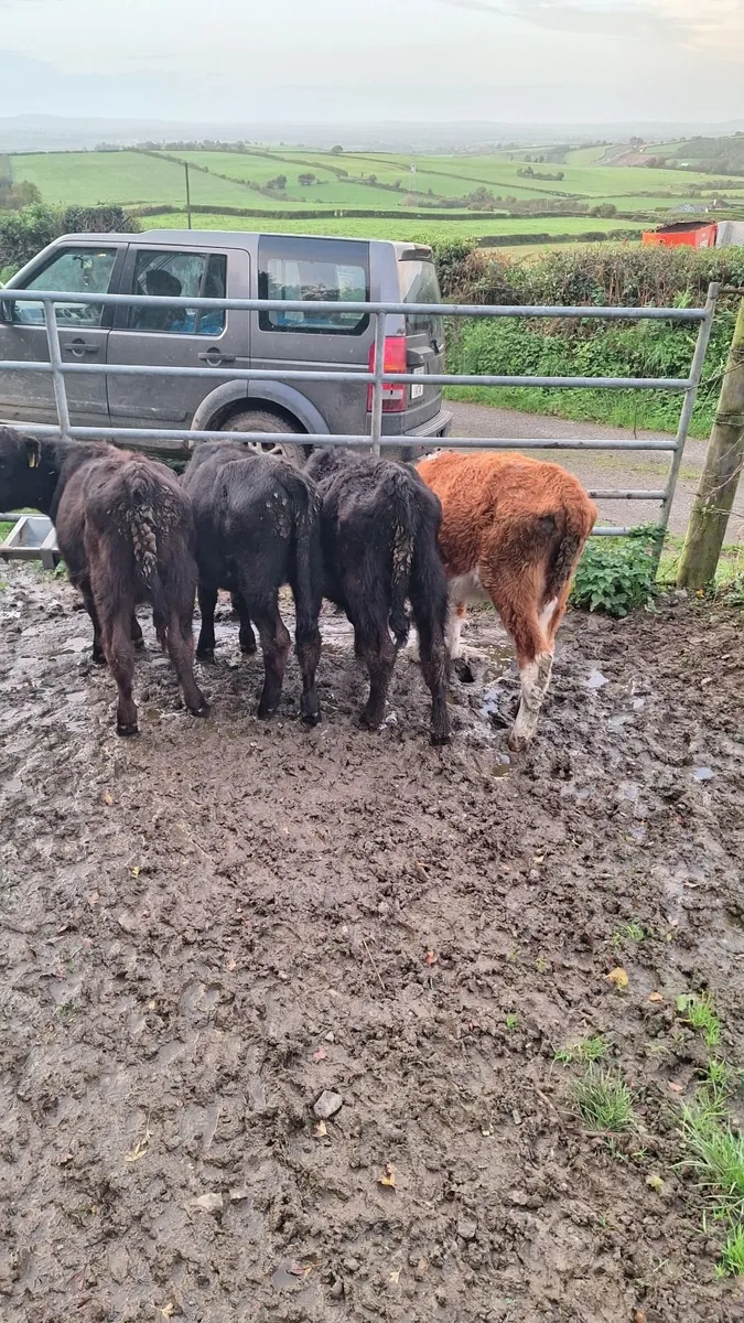 Weanlings - Image 3