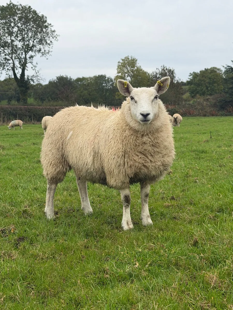 Ewe Lambs - Image 1