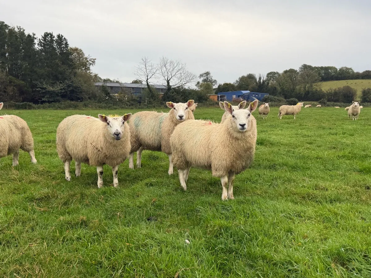 Ewe Lambs - Image 2