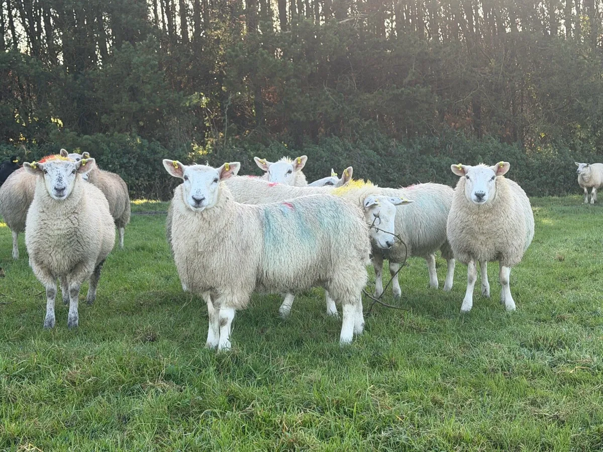 Ewe Lambs - Image 4