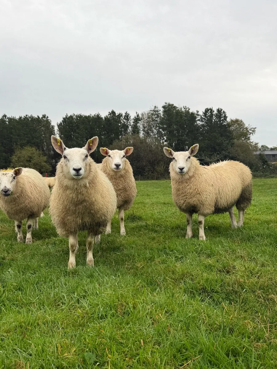 Ewe Lambs - Image 3