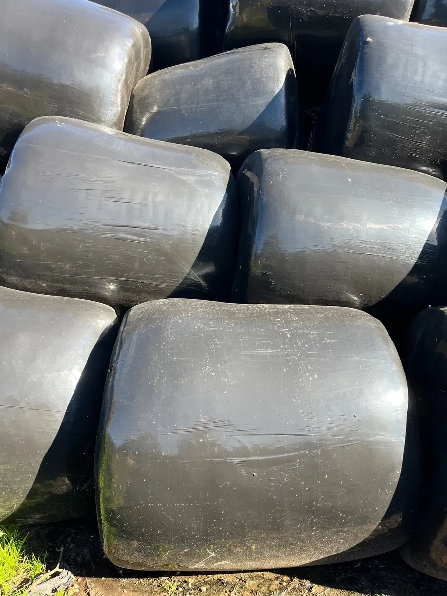 Silage - Image 1