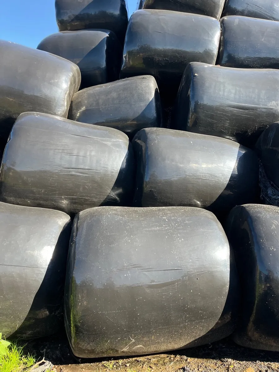 Silage - Image 2