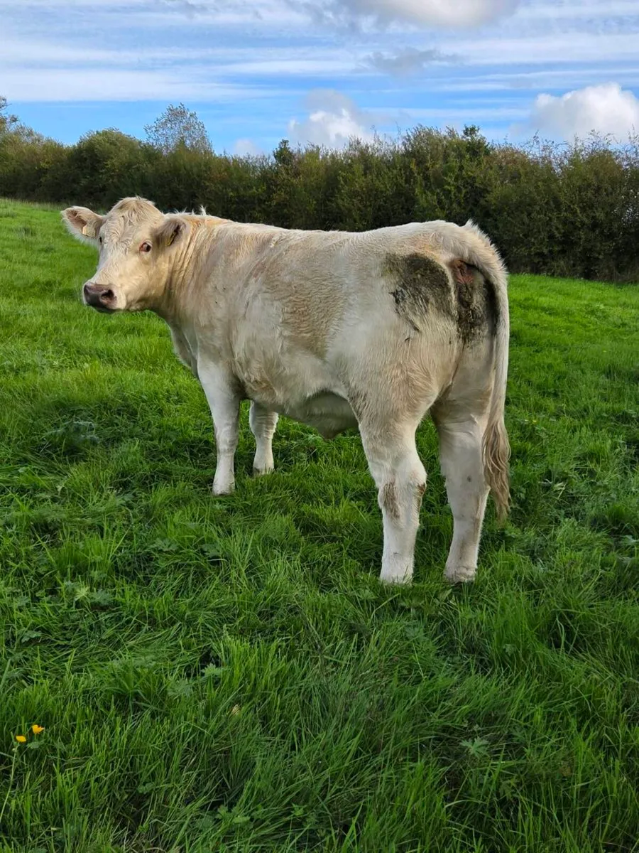 Springers for Mohill  17OCT - Image 2