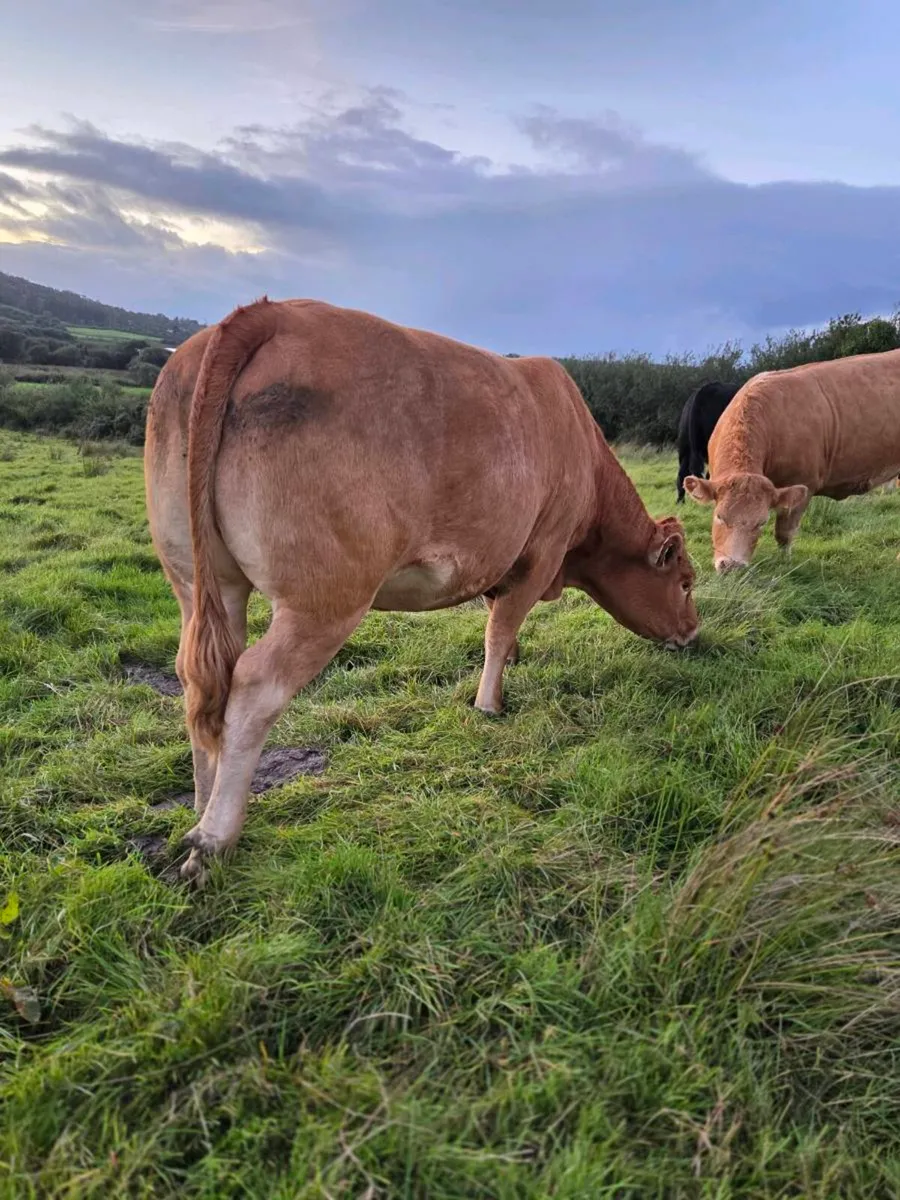 Springers for Mohill  17OCT - Image 3