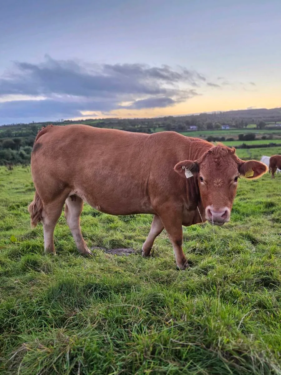 Springers for Mohill  17OCT - Image 4