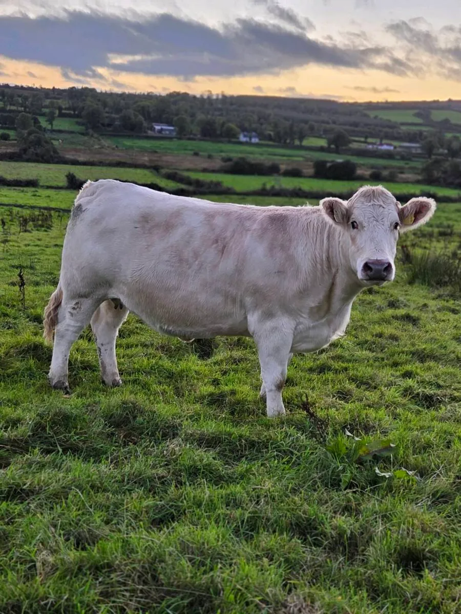 Springers for Mohill  17OCT - Image 1