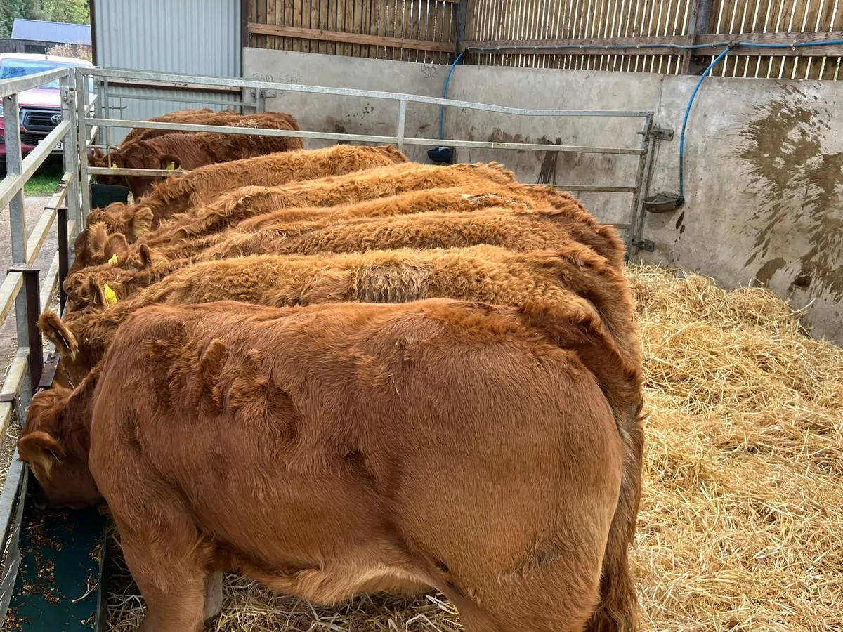 Limousin Heifers - Image 2
