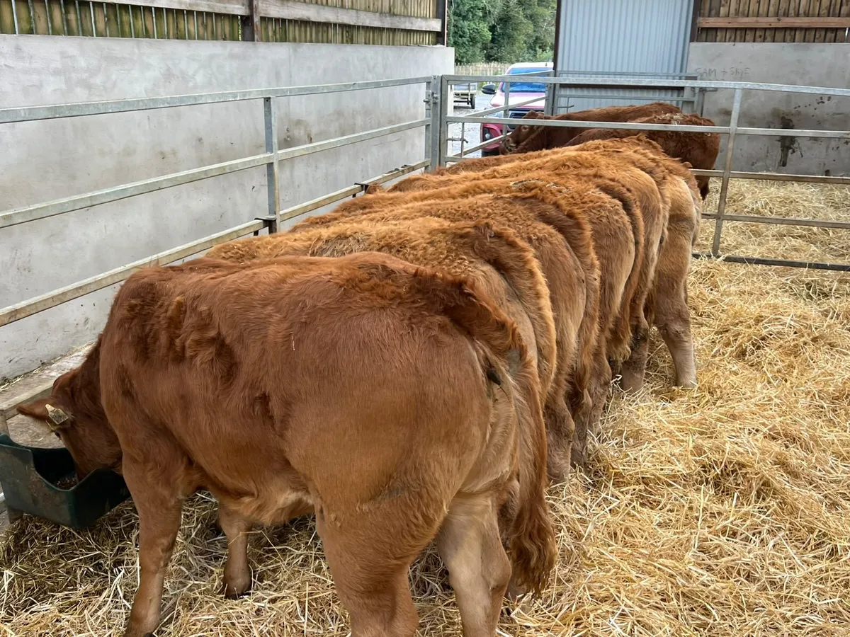 Limousin Heifers - Image 3