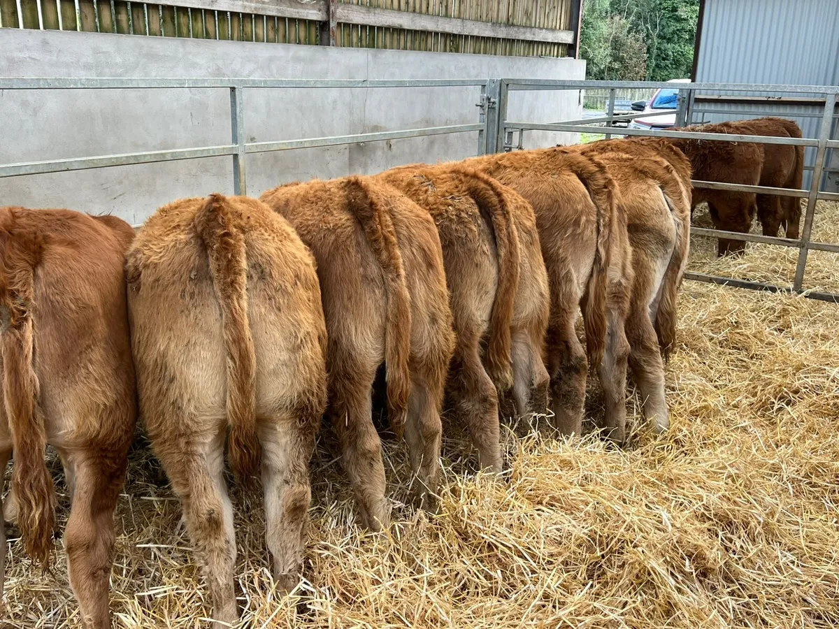 Limousin Heifers - Image 4