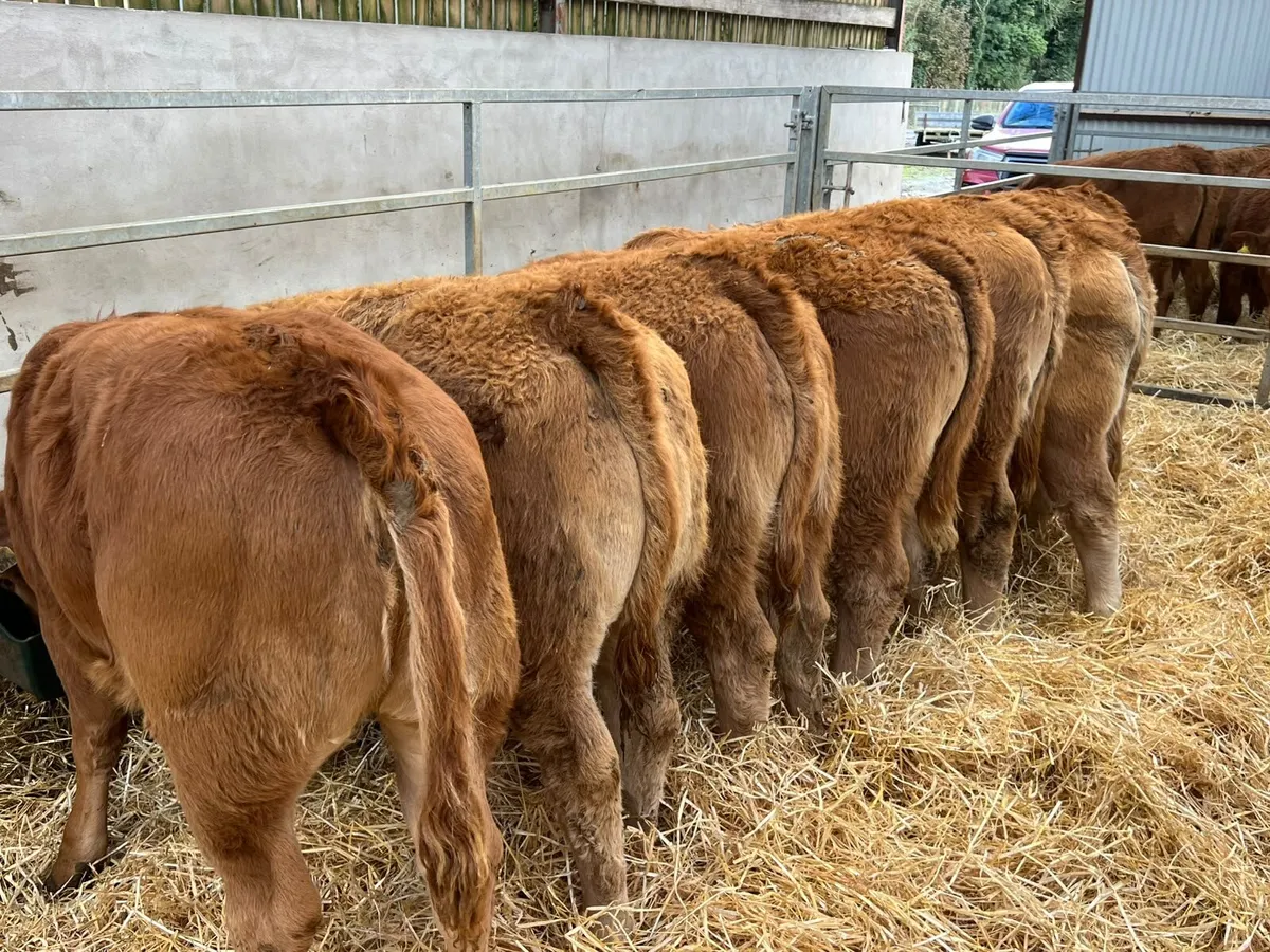 Limousin Heifers - Image 1