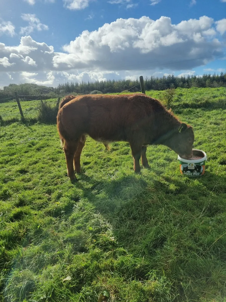 Hybrid bull - Image 1