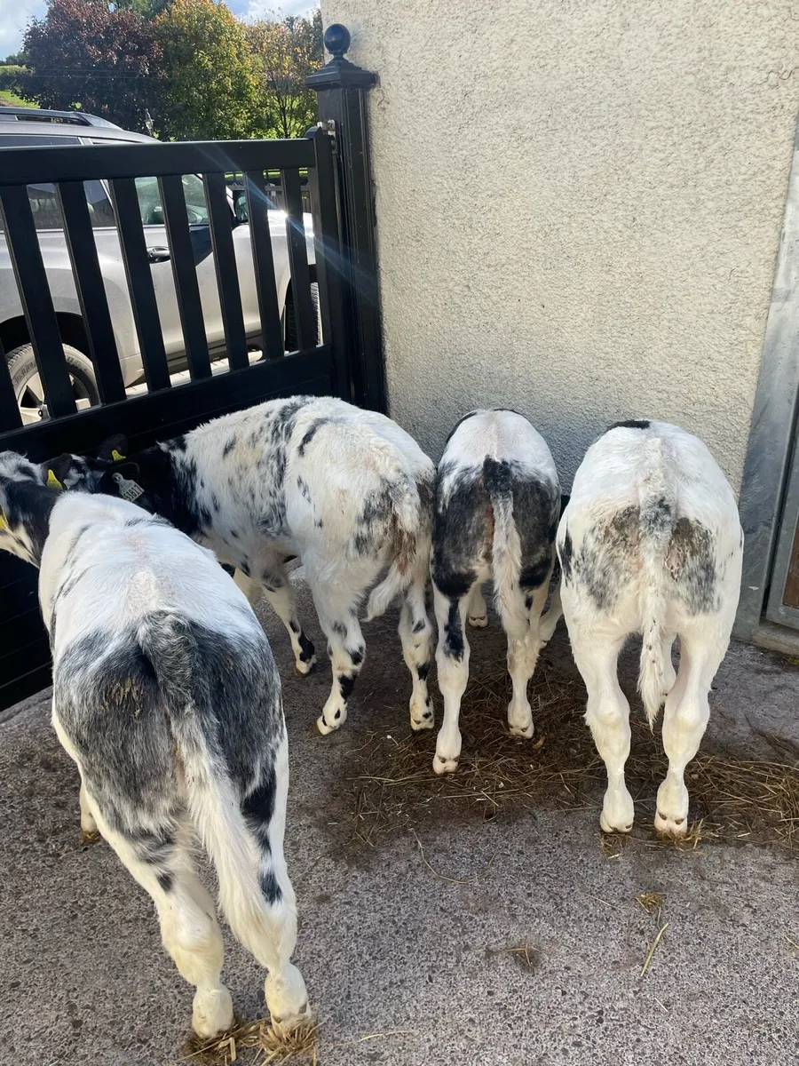 Calves - Image 1