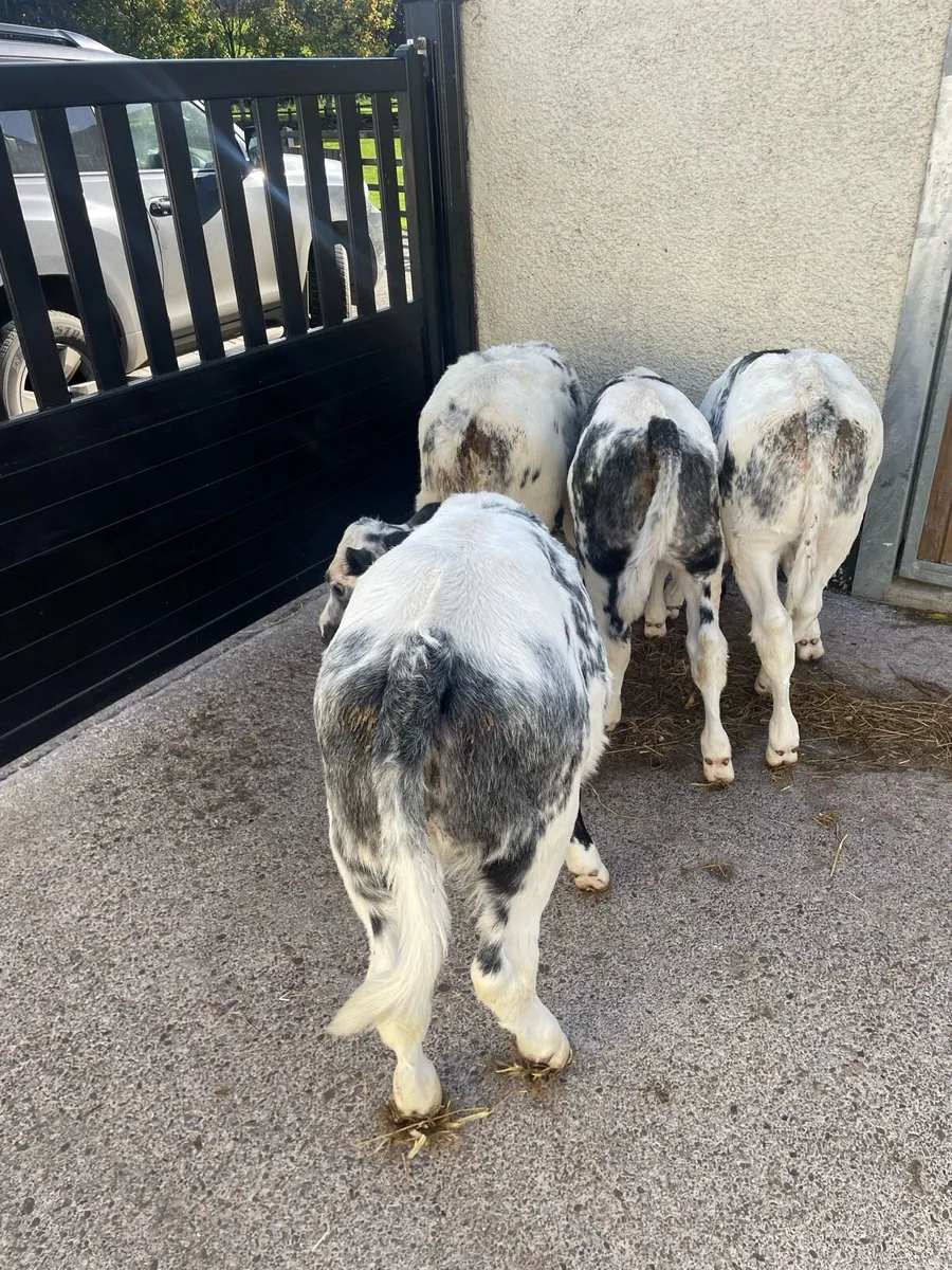 Calves - Image 2