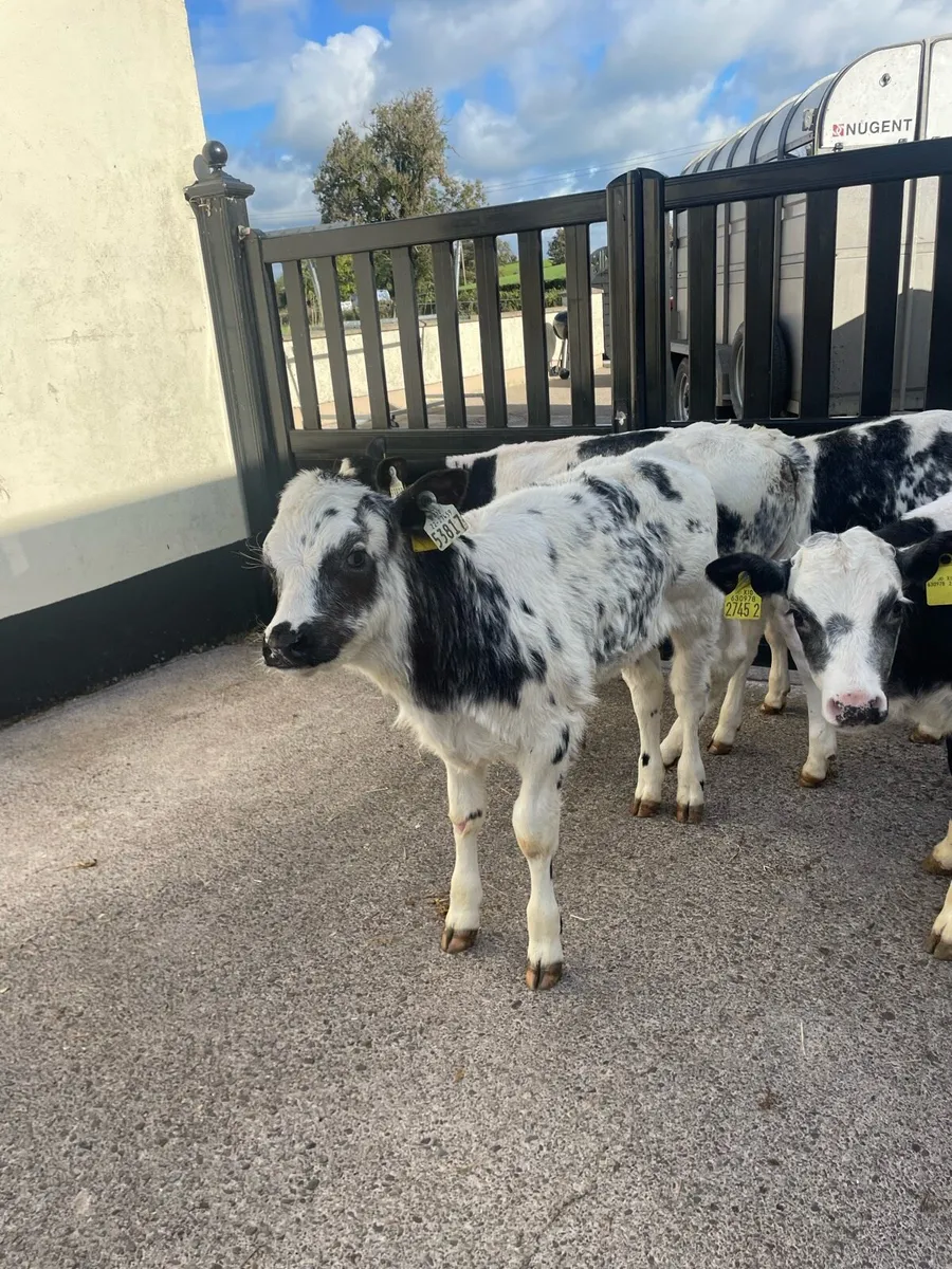 Calves - Image 3