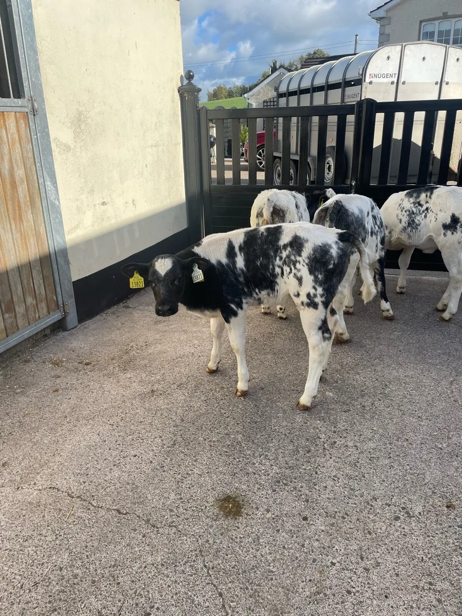 Calves - Image 4