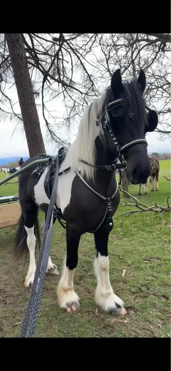 Half friesian - Image 2