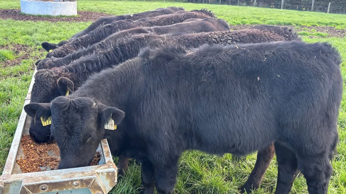 ⭐️5 Suckler Bred Limousin Bull Wealings ⭐️ - Image 4