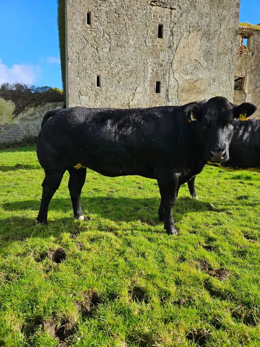 Heifers for Balla sale 17th Oct - Image 1