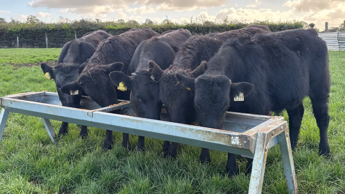 ⭐️5 Suckler Bred Limousin Bull Wealings ⭐️ - Image 3