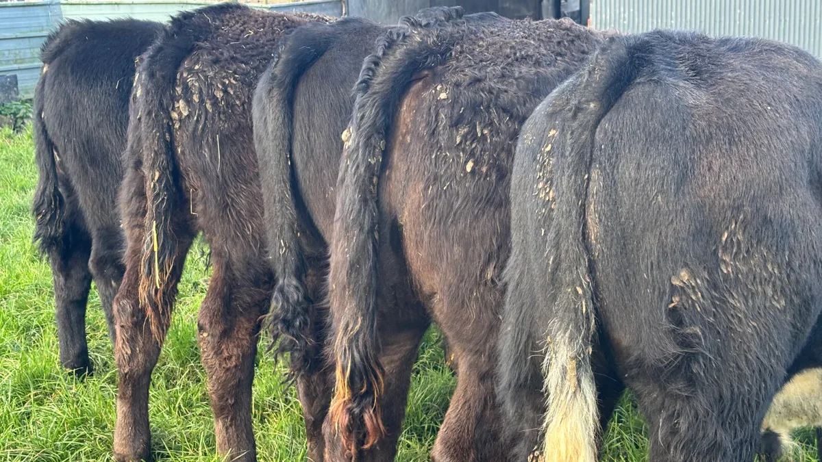 ⭐️5 Suckler Bred Limousin Bull Wealings ⭐️ - Image 2
