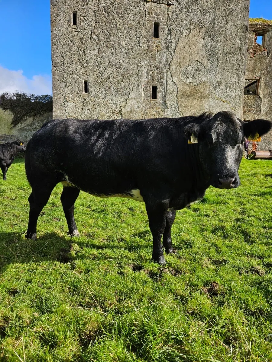 Heifers for Balla sale 17th Oct - Image 3