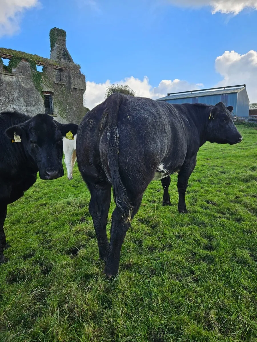 Heifers for Balla sale 17th Oct - Image 4