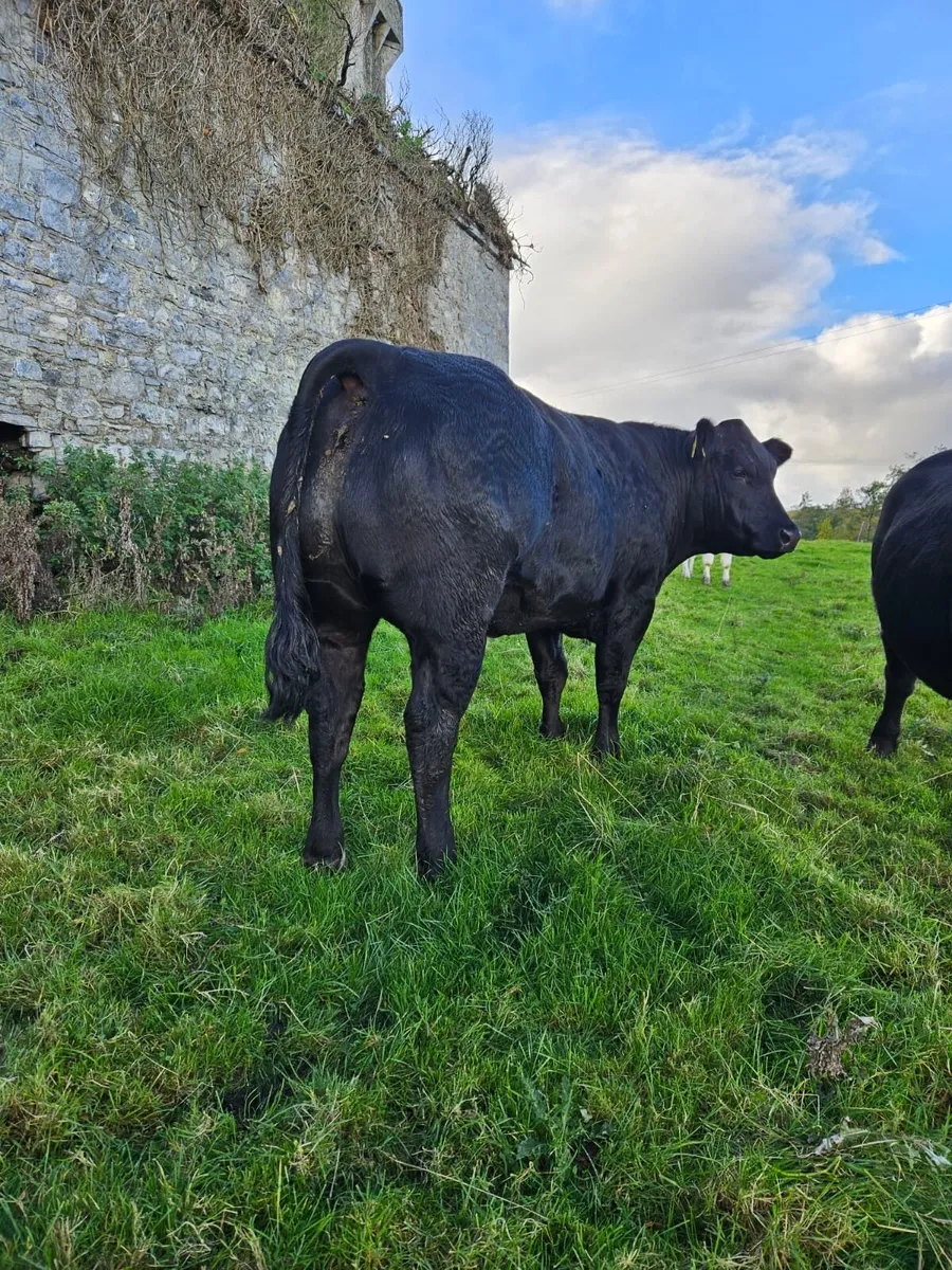 Heifers for Balla sale 17th Oct - Image 2