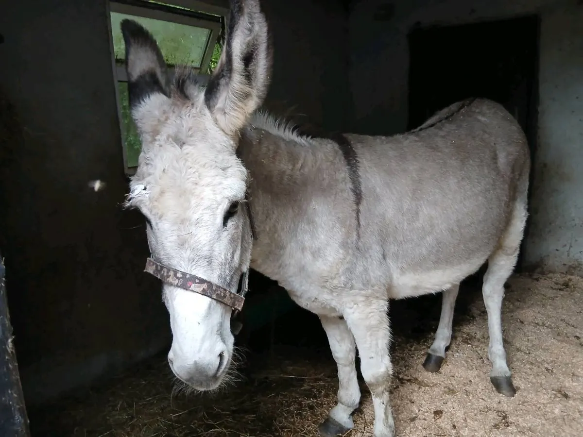 Female Donkey - Image 1