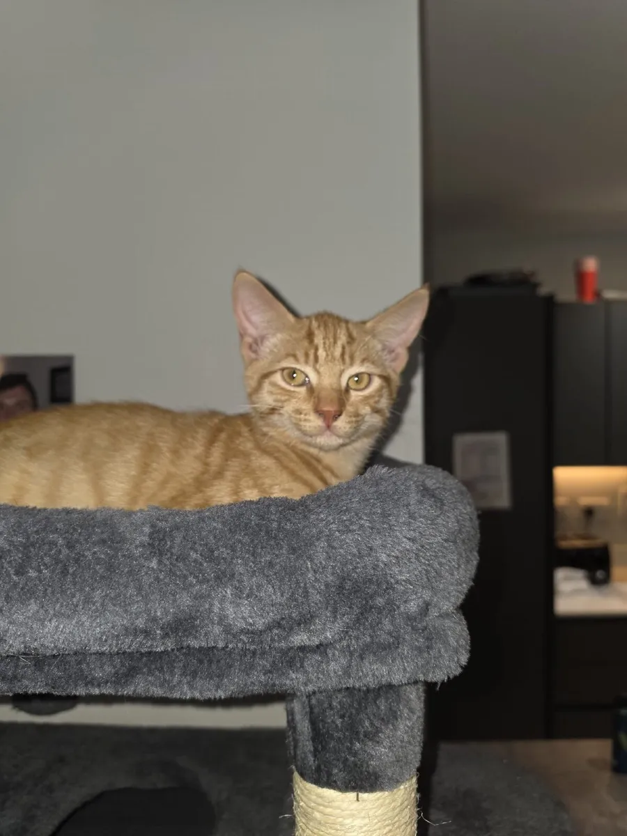 Kittens - Image 1